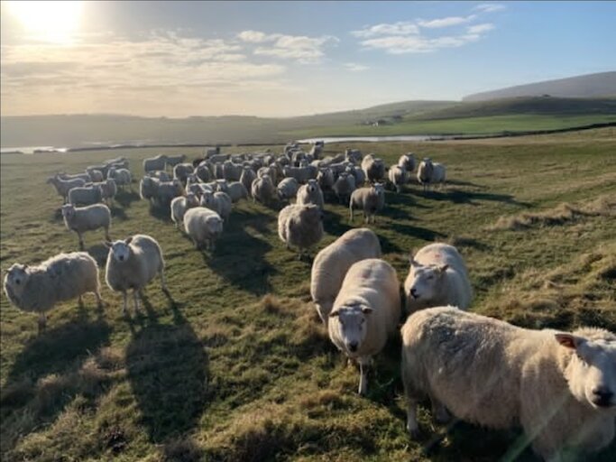 Shetland Livestock Marketing Group