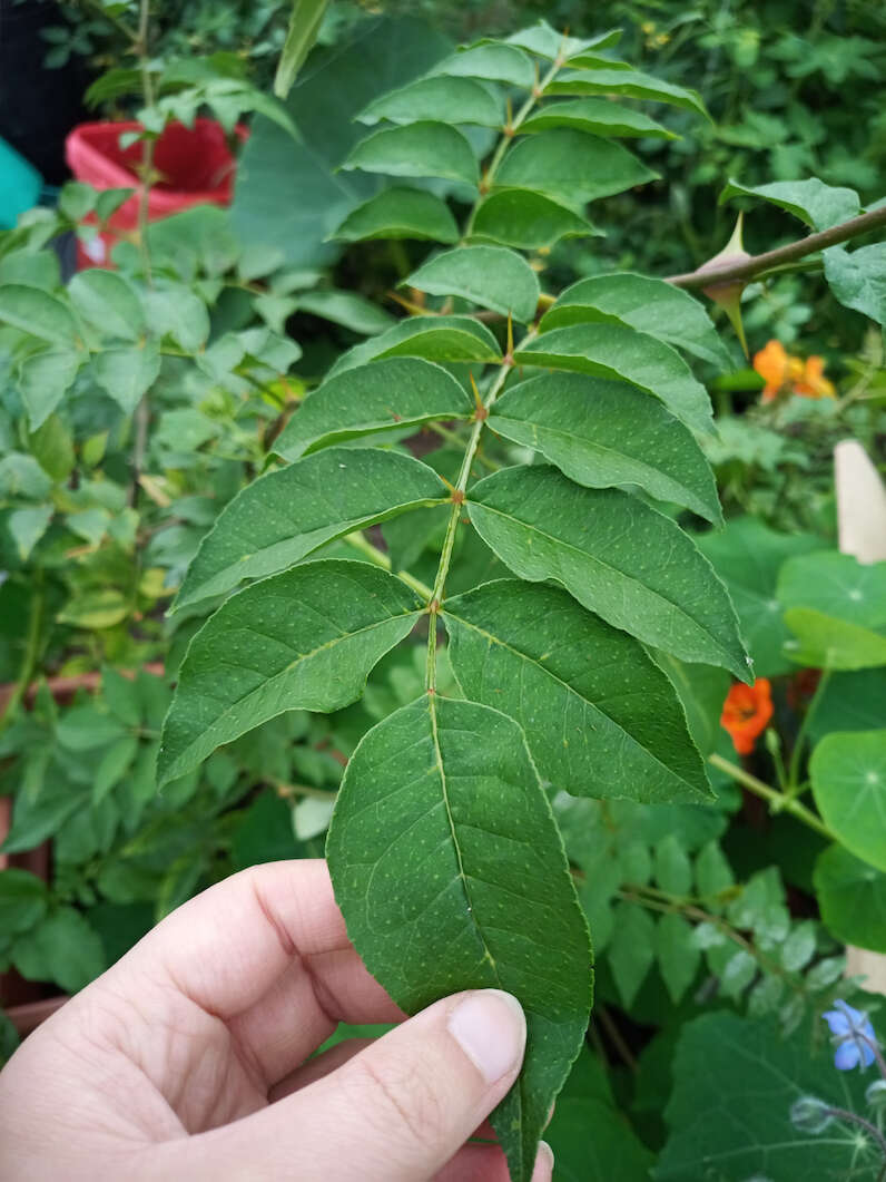 Szechuan pepper leaf